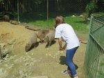 255728/kapybara.jpg